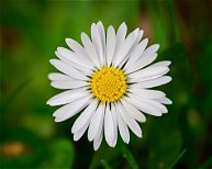 daisy